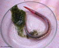 Lumbricus rubellus