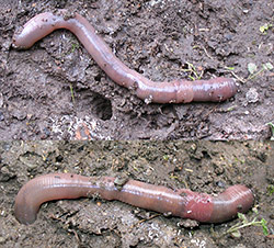Lumbricus terrestris