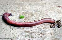 lombrico