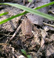 porcellino di terra - Porcellio scaber