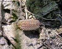 porcellino di terra - Porcellio scaber