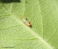 Cacopsylla pyri Cacopsylla pyri