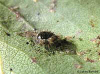 Chilocorus bipustulatus che esce dalla cuticola