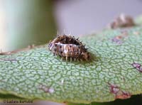 Chilocorus bipustulatus con la cuticula