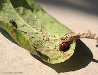 Chilocorus bipustulatus un Coccinellide predatore