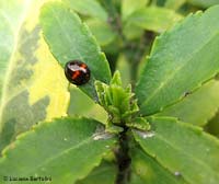 Chilocorus bipustulatus adulto