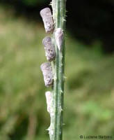 Metcalfa pruinosa in fila su un rametto