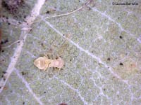 psocottero probabile Ectopsocus briggsi