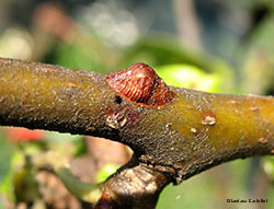 Cocciniglia a scudetto