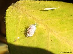 Cocciniglia cotonosa