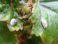 Cocciniglia cotonosa Cocciniglia cotonosa