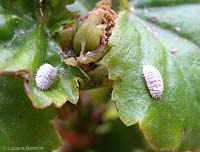 Cocciniglia cotonosa