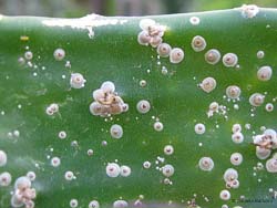 Cocciniglia Diaspis echinocacti su pianta grassa Cocciniglia Diaspis echinocacti su pianta grassa