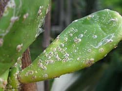 Cocciniglia a scudo, Diaspis echinocacti