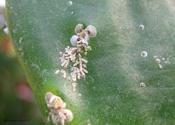 Cocciniglia a scudetto ceroso Cocciniglia a scudetto ceroso