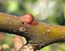 Cocciniglia mezzo grano di pepe