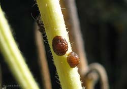 Cocciniglia a scudetto su rametto di girasole