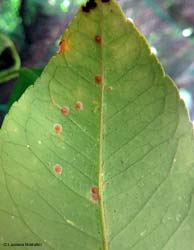 Cocciniglia a scudo sulla foglia inferiore di limone