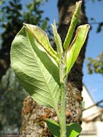 germoglio attaccato da psilla