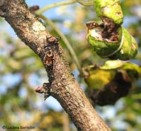 Giovane Himacerus (Aptus) mirmicoides