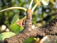Giovane Himacerus (Aptus) mirmicoides