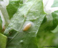 Mine fogliari, larva dentro la foglia