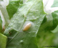 Mine fogliari, larva dentro la foglia