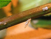 adulto di Trioza alacris
