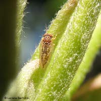 Cacopsylla pyri Cacopsylla pyri