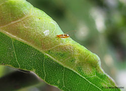 Trioza alacris - forma adulta