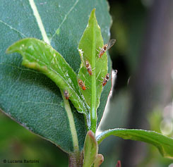 Trioza alacris - forma adulta