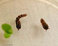 Pupa di dittero Psychodidae