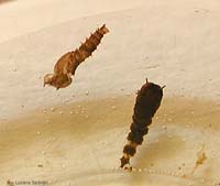 Pupa di Psychodidae e un involucro vuoto