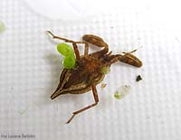 Nepa Cinerea Nepa Cinerea