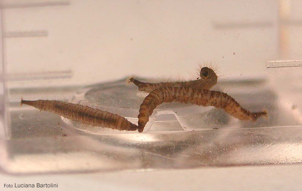 psychodidae larvae