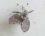 Psychodidae adulto