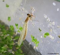 damigella che esce dall'acqua