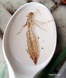 terza esuvia di libellula