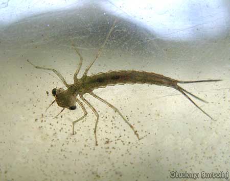Larva di Zigottero damigella