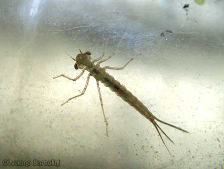 Larva di Zigottero - damigella