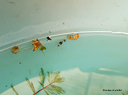 arva di Aeshnidae Anax