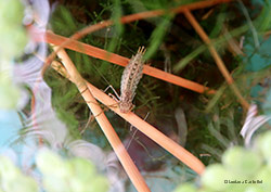 Larva di libellula