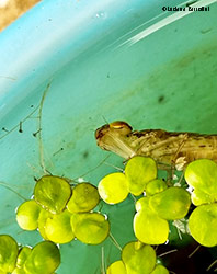 larva di libellula