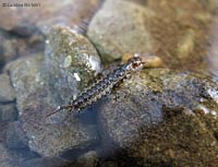 Larva di Staphylinidae