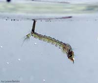 Larva di zanzara