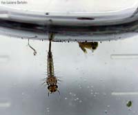 Larva di zanzara