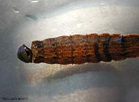 Pupa vuota di dittero Stratiomyidae