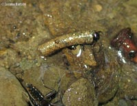 Larva di tricottero protetto dal suo astuccio di sassetti