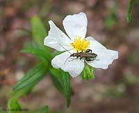 Oedemera su cisto bianco