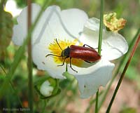 Omophluslepturoides al centro di un fiore di cisto bianco